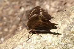 Dasyophthalma creusa