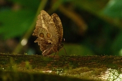 Dasyophthalma creusa