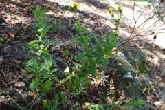 Senecio adenotrichius
