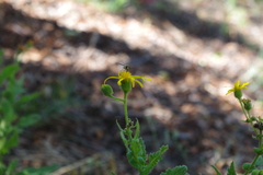 Senecio adenotrichius
