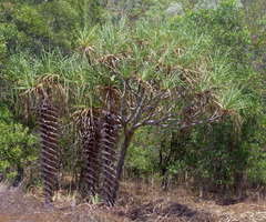 Pandanus cookii