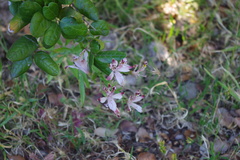 Alstroemeria hookeri