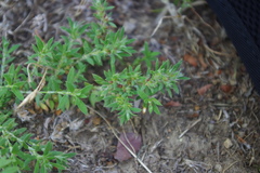 Paronychia chilensis