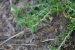 Paronychia chilensis