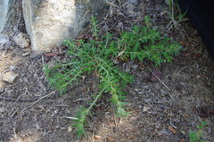 Paronychia chilensis