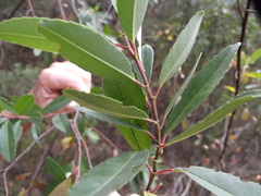 Noltea africana