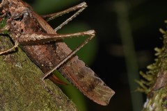 Eppia truncatipennis