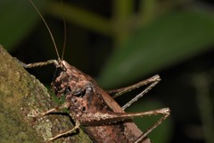 Eppia truncatipennis