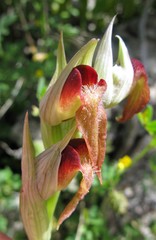 Serapias orientalis orientalis