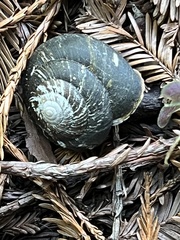 Monadenia infumata