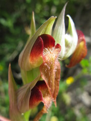 Serapias orientalis orientalis