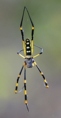 Trichonephila senegalensis