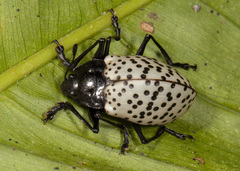 Cypherotylus impressopunctatus