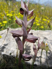 Serapias orientalis orientalis