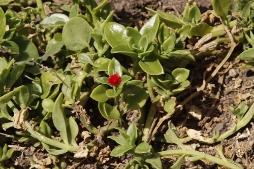 Image of Mesembryanthemum lancifolium by (c) Tony Rebelo, some rights reserved (CC BY-SA)