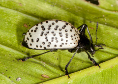 Cypherotylus impressopunctatus