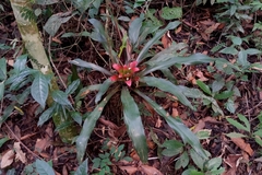 Nidularium innocentii