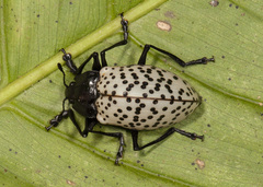 Cypherotylus impressopunctatus