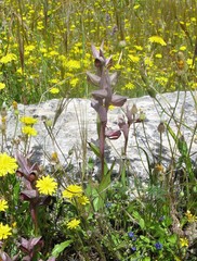 Serapias orientalis orientalis