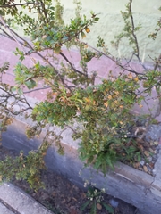 Larrea cuneifolia