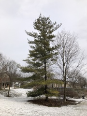 Pinus strobus