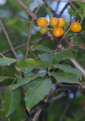 Toechima daemelianum