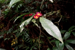 Psychotria nuda