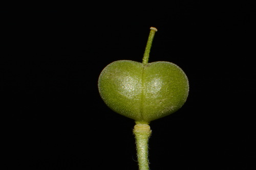 Image of Paysonia densipila by (c) Brian Finzel, some rights reserved (CC BY-SA)