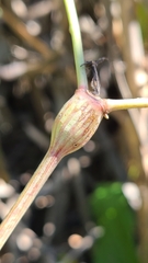 Neolasioptera allioniae