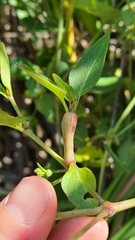 Neolasioptera allioniae