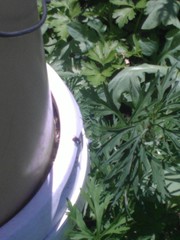 Insecta
