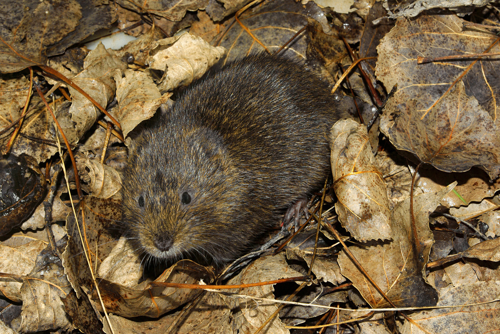 Southern Water Vole