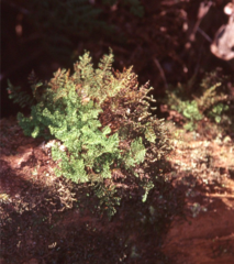 Adenophorus abietinus