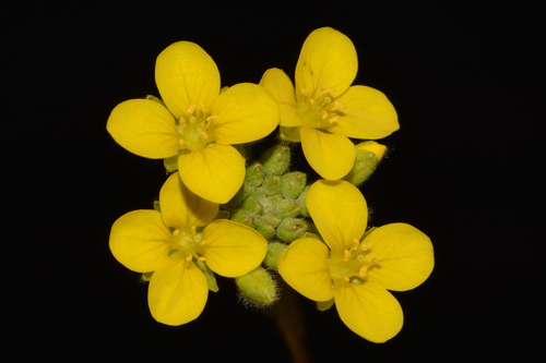 Image of Paysonia densipila by (c) Brian Finzel, some rights reserved (CC BY-SA)