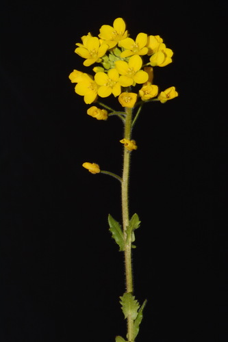 Image of Paysonia densipila by (c) Brian Finzel, some rights reserved (CC BY-SA)