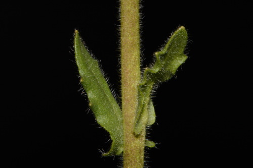 Image of Paysonia densipila by (c) Brian Finzel, some rights reserved (CC BY-SA)
