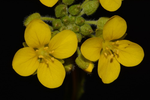 Image of Paysonia densipila by (c) Brian Finzel, some rights reserved (CC BY-SA)