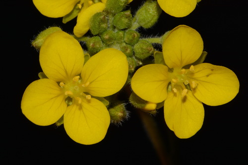 Image of Paysonia densipila by (c) Brian Finzel, some rights reserved (CC BY-SA)