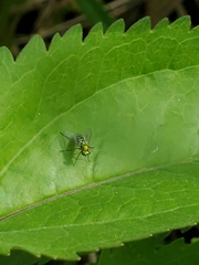 Condylostylus pruinosus
