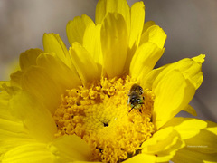 Calliopsima