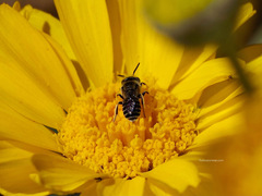 Calliopsima