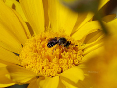 Calliopsima
