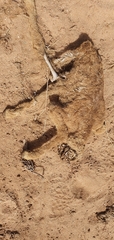 Camelus dromedarius