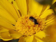 Calliopsima