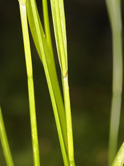 Carex luzulina