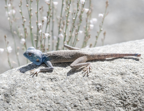 Hajar Rock Agama