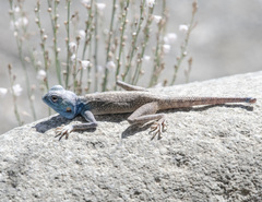 Pseudotrapelus jensvindumi