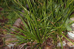Carex luzulina