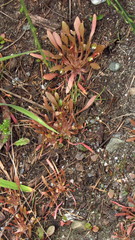 Claytonia rubra rubra