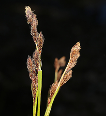 Carex luzulina